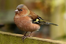 鳥,鳴鳥,燕雀
