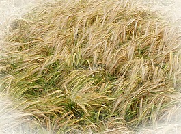 大麥,農(nóng)業(yè),黃色