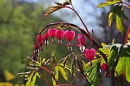 大自然,葉,花園