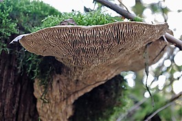 蘑菇,樹菌,森林