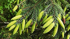植物区系,针,落叶松针