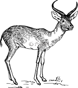 羚羊,牛角,哺乳動(dòng)物