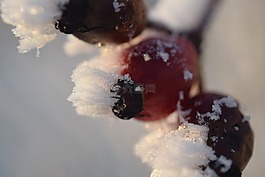 冰,凍結(jié),漿果