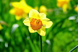 喇叭水仙,花,春天