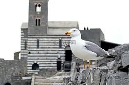 海鷗,鳥,鳥類