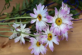 植物区系,鲜花,margaretka