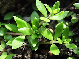 植物,假山,宏