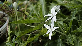 鲜花,白人女孩,花园