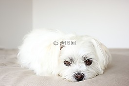 小狗,狗,寵物