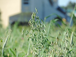 增長,植物區(qū)系,草
