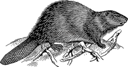 分支機(jī)構(gòu),比弗,尾巴