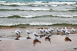 動(dòng)物區(qū)系,鳥(niǎo),海鷗