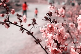 風景,植物,花朵