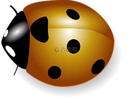 橙色,瓢蟲(chóng),翅膀