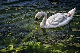 天鵝,鳥(niǎo),動(dòng)物