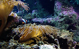 水族館,藻類,海
