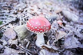 真菌,紅色的蘑菇,白
