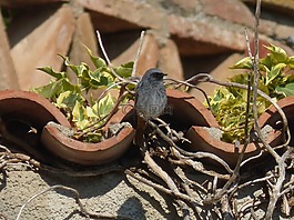 赭紅尾鴝,phoenicurus ochruros,鳥