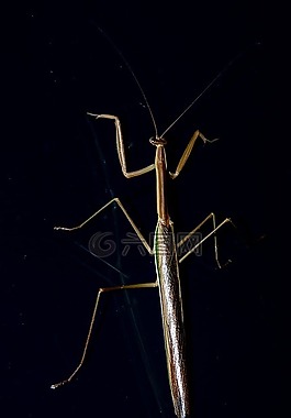 螳螂,mantid,昆虫