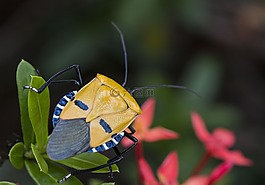 昆蟲,人類,臉