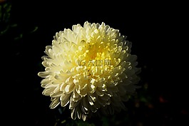 菊花,秋季,墜花