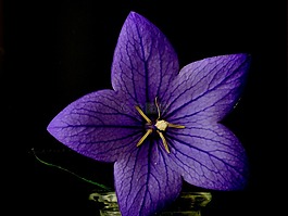 花,植物,藍色
