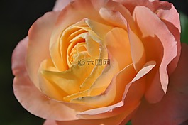 玫瑰,粉紅色,花