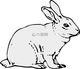 兔,動(dòng)物,哺乳動(dòng)物