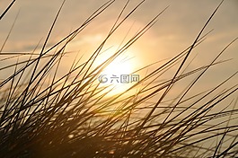 日落,蘆葦,deichblick