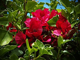 九重葛,花园,花园栅栏