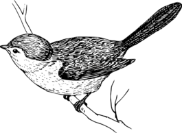鳥(niǎo),枝杈,翅膀