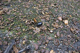 圣甲虫,昆虫,叶