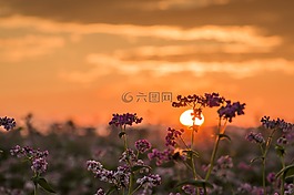 日落,太陽,性質(zhì)
