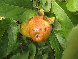 蘋(píng)果,樹(shù),水果