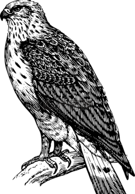 鳥,鷹,獵鷹