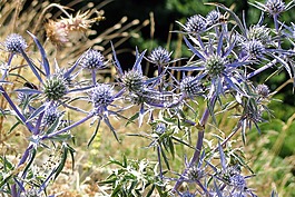 刺 amethystinum,农村的植物,草本