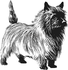 小獵犬,狗,寵物