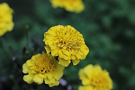 鮮花,花園,黃色