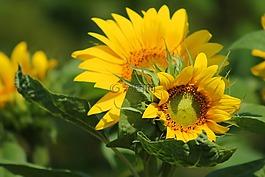 向日葵,花,黃色