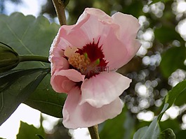 芙蓉,錦葵,粉紅色