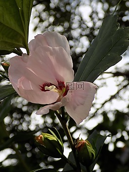芙蓉,錦葵,粉紅色