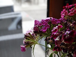 鮮花,紫色,特寫(xiě)