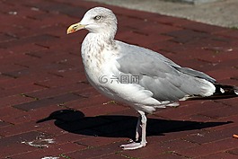 青魚鷗,海鷗,拉魯斯弓