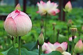 鮮花,植物,蓮花