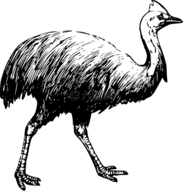 他們,鳥,羽毛