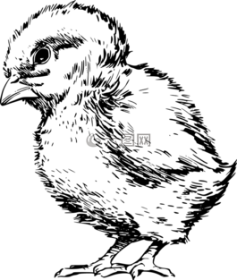 小雞,鳥,嬰兒