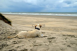 海,海灘,沙