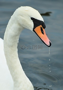 labadze,天鵝,野生鳥類