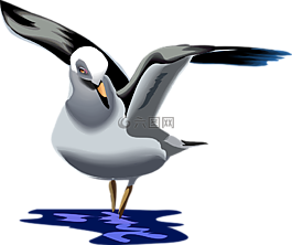 海鷗,鷗,鳥