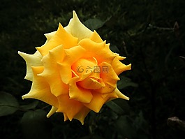 黃色,玫瑰,花